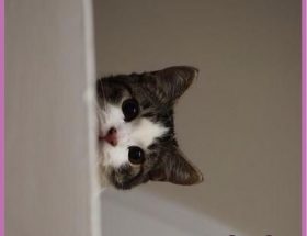 Kedilerin Tuvalet Kapısında Beklemesinin Nedenleri4