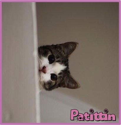 Kedilerin Tuvalet Kapısında Beklemesinin Nedenleri4