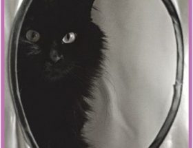 Kediler Aynada Kendilerini Tanırlar mı?